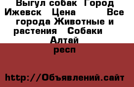 Выгул собак. Город Ижевск › Цена ­ 150 - Все города Животные и растения » Собаки   . Алтай респ.